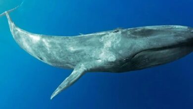 Крупные киты очень активны: сегодня они покупают и продают крупные альткоины!