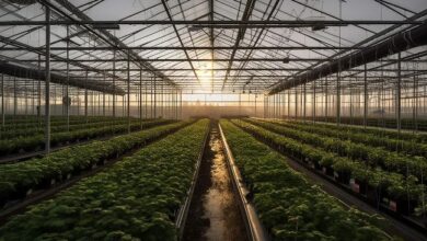 Open Food Chain внедряет блокчейн в цепочки поставок продуктов