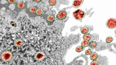 Virus Coruna: владельцы старых iPhone могут потерять криптовалюту Virus Coruna: владельцы старых iPhone могут потерять криптовалюту